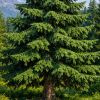 Siberian Fir